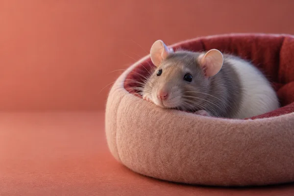 A taupe-and-white rat rests its chin on the rounded rim of a blush felt bed with dark brick-red lining, set against a softly blurred coral background with open…