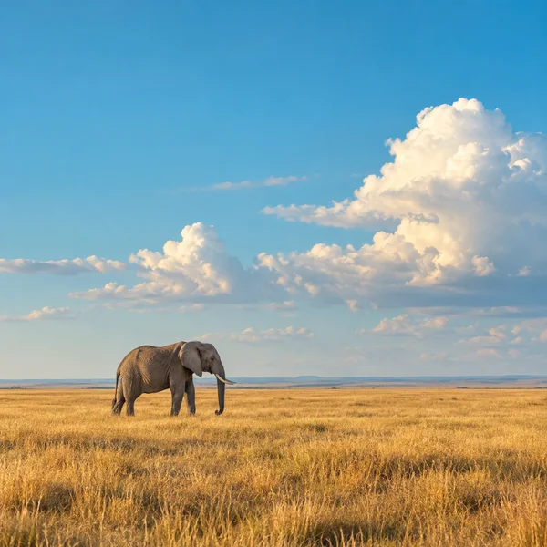 A lone elephant stands in golden grassland beneath a broad turquoise-blue sky filled with sunlit white clouds.