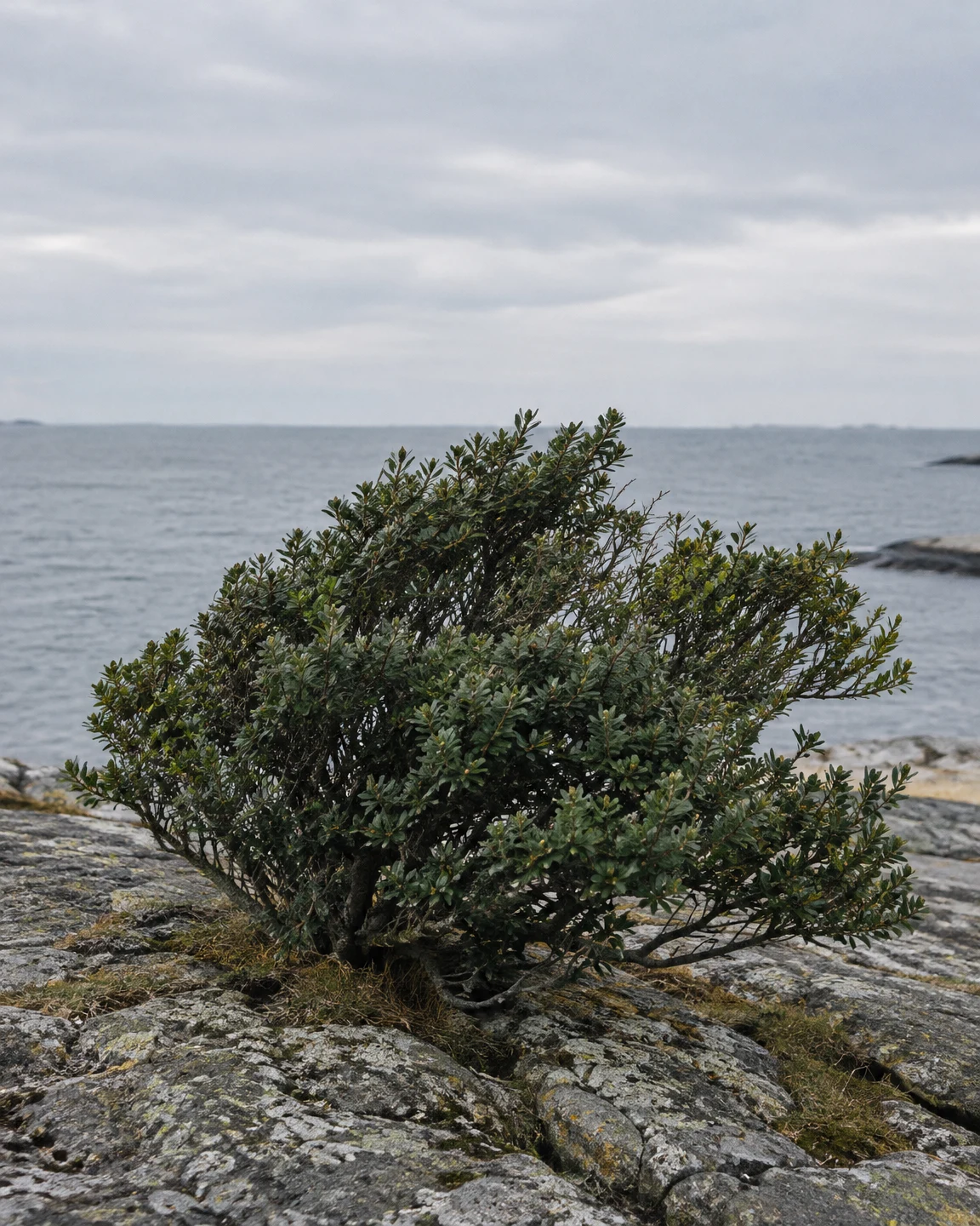 A dense, low evergreen shrub grows among weathered, lichen-speckled shoreline rocks, with a calm grey sea and overcast sky behind it.