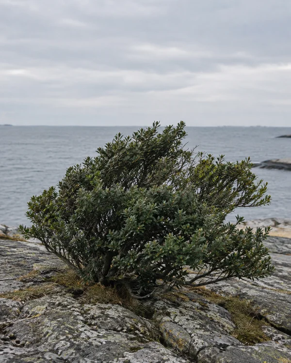A dense, low evergreen shrub grows among weathered, lichen-speckled shoreline rocks, with a calm grey sea and overcast sky behind it.