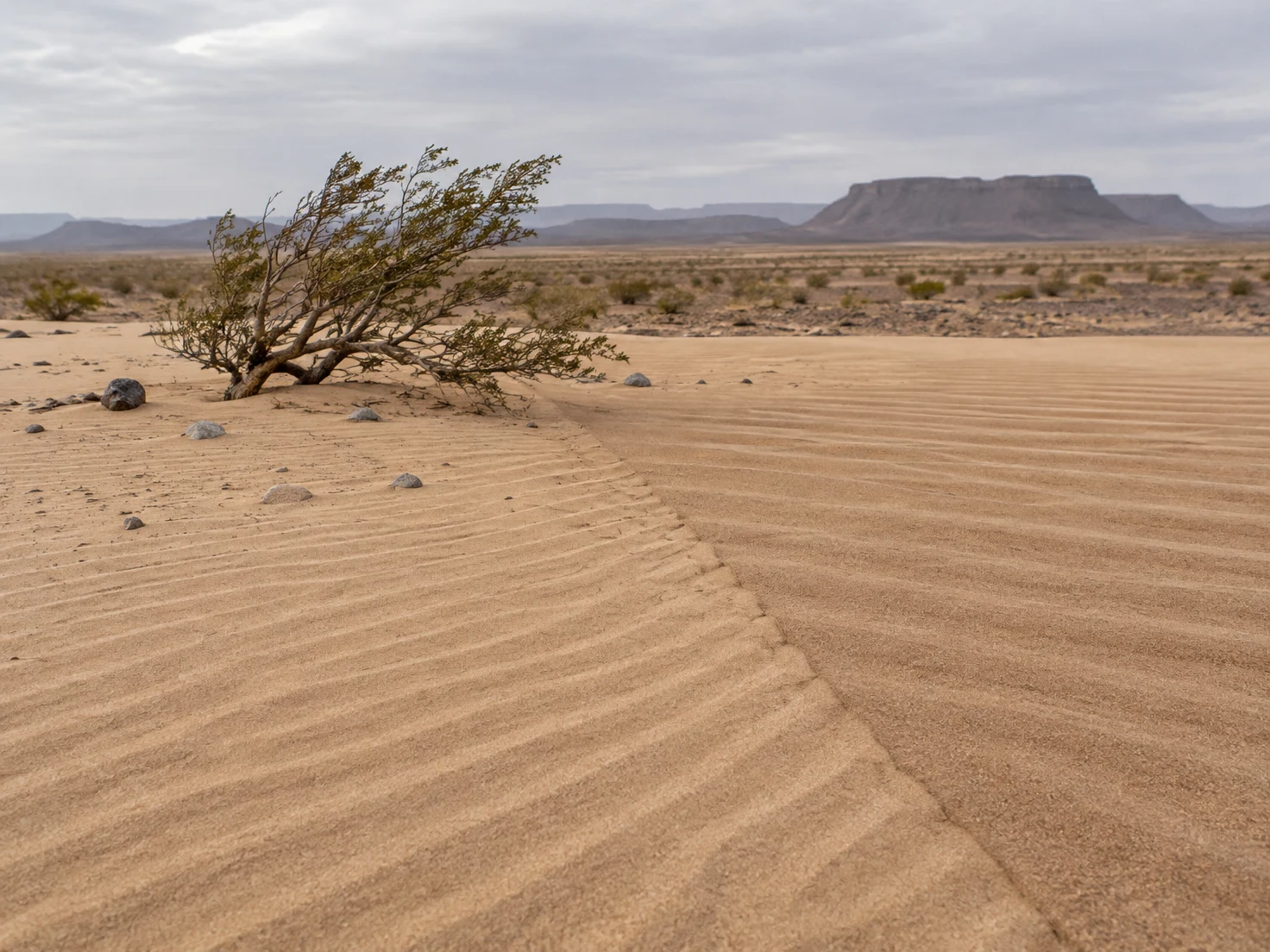A wind-bent shrub and scattered stones sit on a sandy desert flat, where two patterns of ripples meet along a diagonal seam; gravel plain and muted mesas…