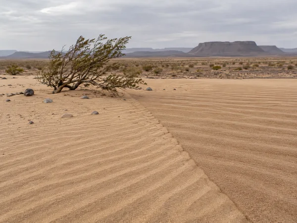 A wind-bent shrub and scattered stones sit on a sandy desert flat, where two patterns of ripples meet along a diagonal seam; gravel plain and muted mesas…
