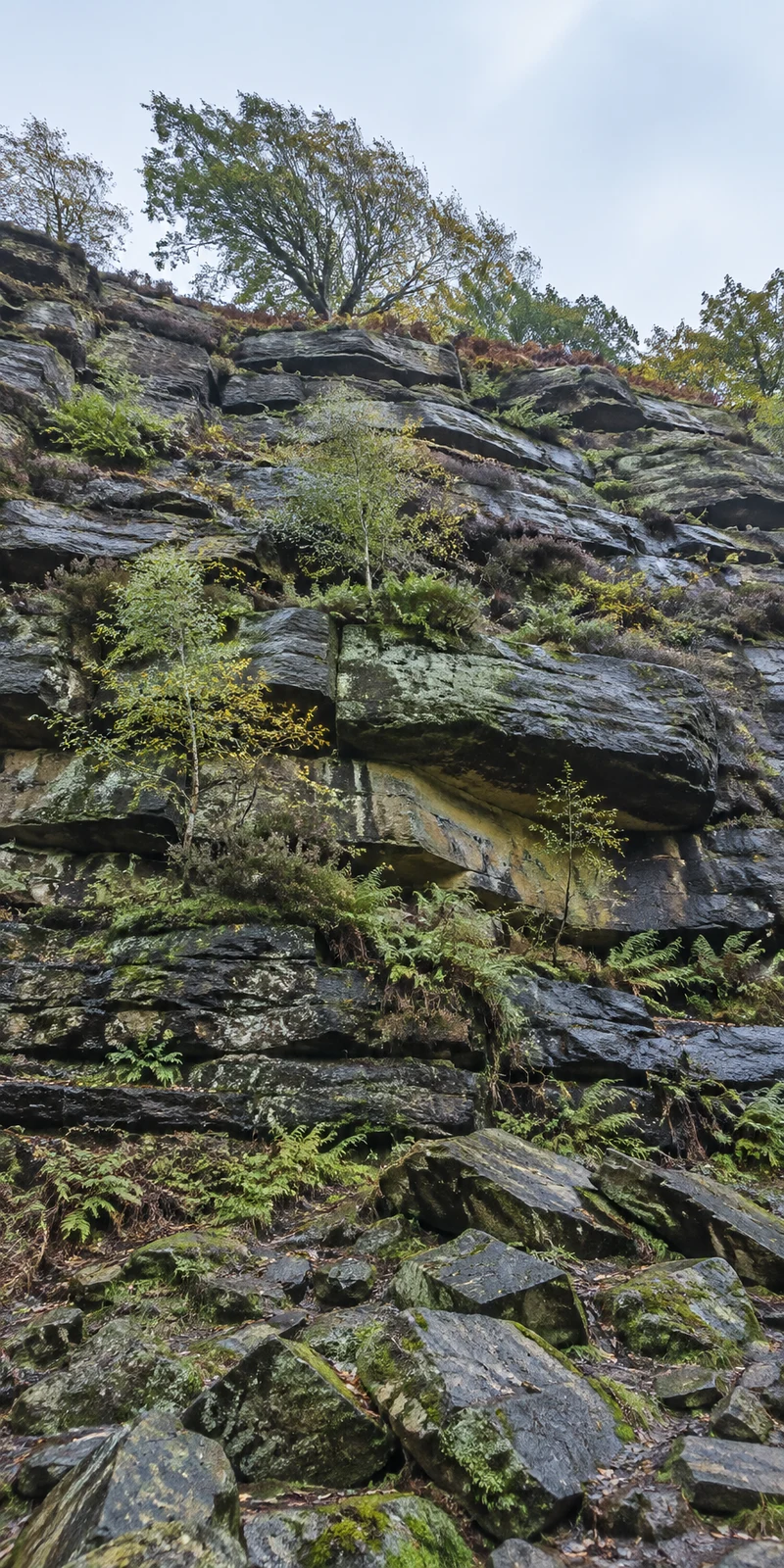A steep, layered sandstone cliff rises above loose foreground scree, with ferns, moss and small trees growing from its ledges and larger trees along the rim…