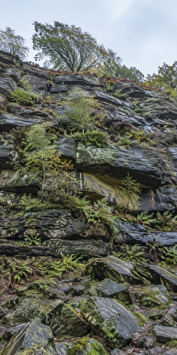 A steep, layered sandstone cliff rises above loose foreground scree, with ferns, moss and small trees growing from its ledges and larger trees along the rim…