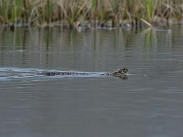 A banded brown snake swims from left to right across calm grey pond water, with blurred reeds along the far bank and a long trail of ripples behind it.