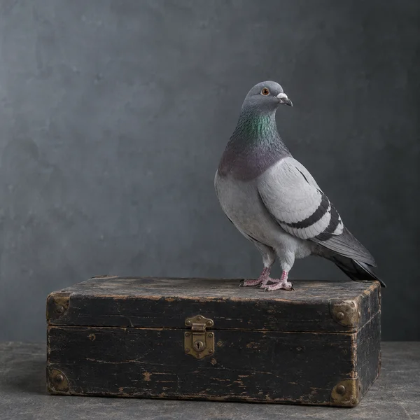 A slate-gray pigeon with dark wing bars and iridescent green-violet neck feathers stands on a heavily scuffed dark wooden case with brass hardware against a…