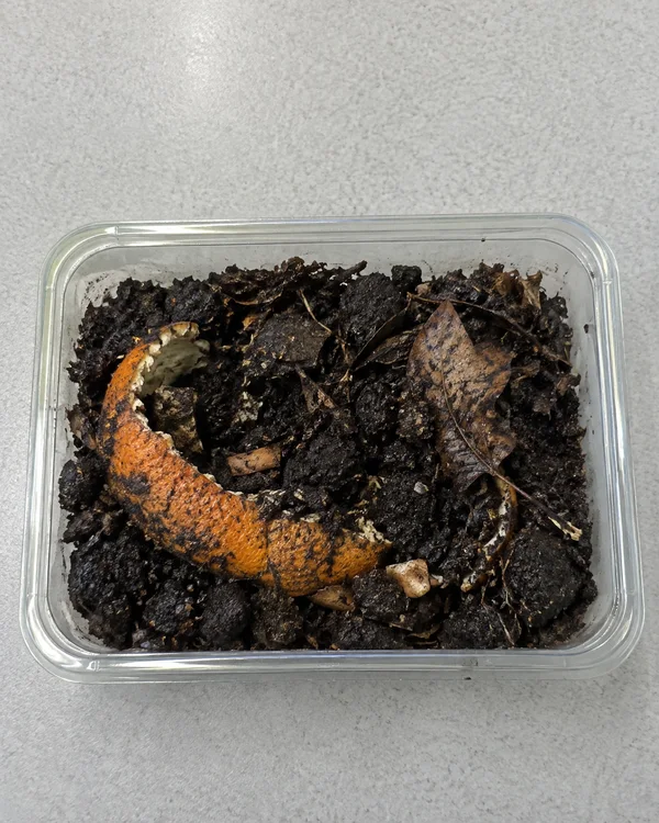 A clear rectangular plastic container filled with dark compost, leaf fragments and a curved orange peel sits on a pale grey textured tabletop, viewed from…