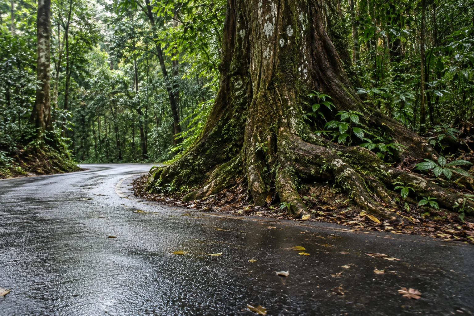 A rain-darkened asphalt lane curves around the broad exposed roots of a massive tree in a dense green forest, with scattered leaves on the road.