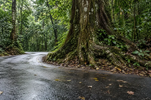A rain-darkened asphalt lane curves around the broad exposed roots of a massive tree in a dense green forest, with scattered leaves on the road.