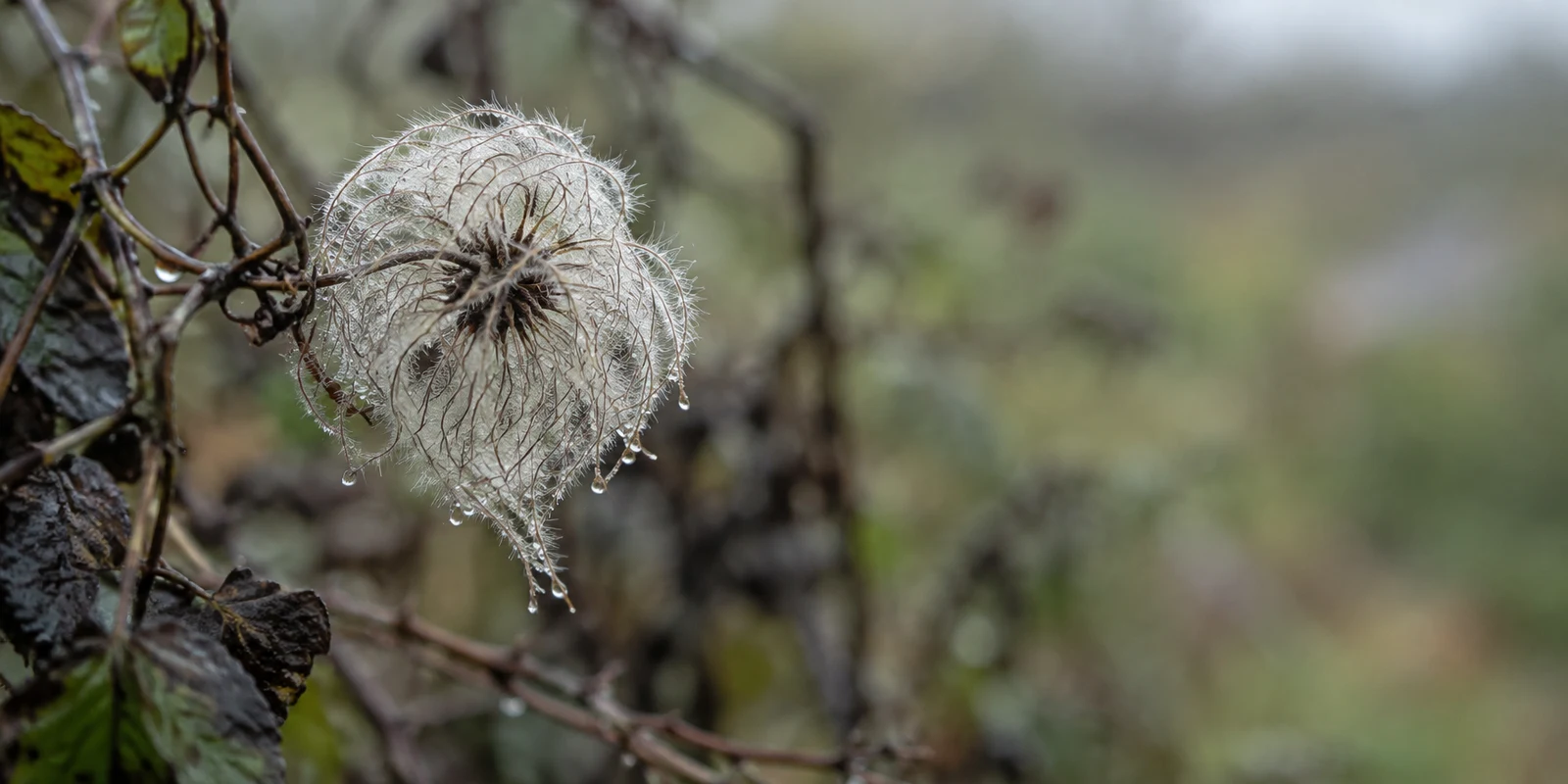 A pale, dew-covered clematis seed head hangs among dark wet bramble stems on the left, with muted green-grey bokeh and open space to the right.