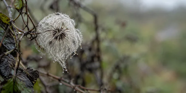 A pale, dew-covered clematis seed head hangs among dark wet bramble stems on the left, with muted green-grey bokeh and open space to the right.