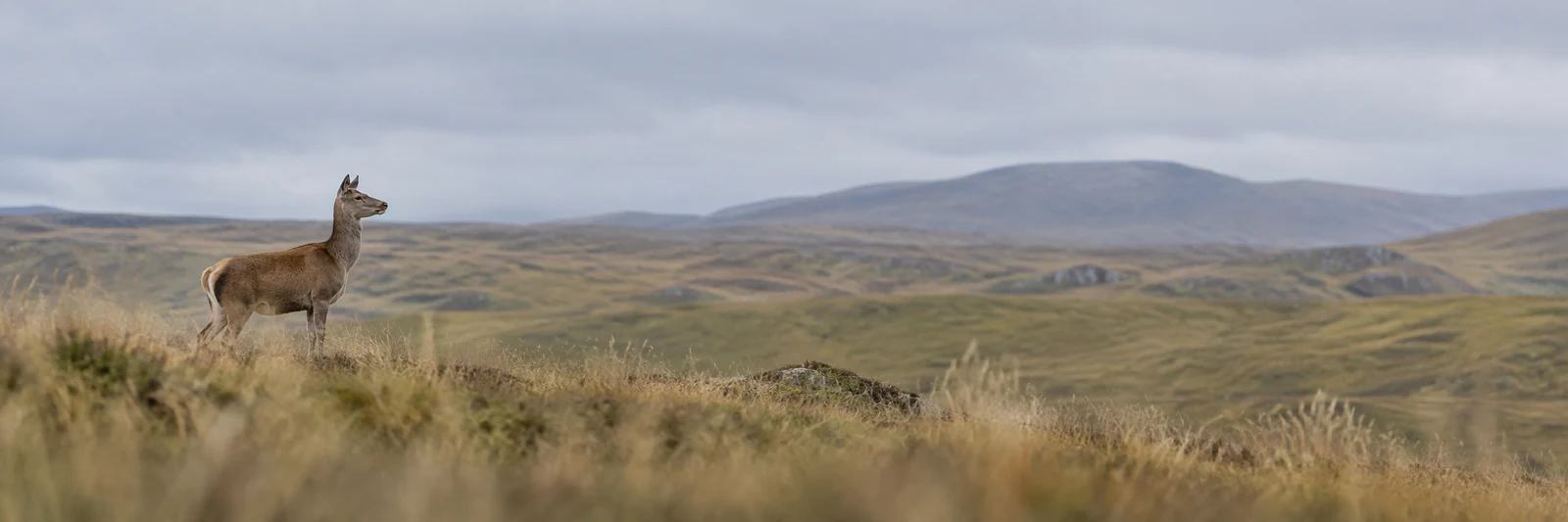 A red deer hind stands alert in tawny foreground grass on the left side of a wide upland panorama, with muted rolling grassland and a distant grey ridge…