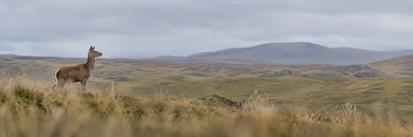 A red deer hind stands alert in tawny foreground grass on the left side of a wide upland panorama, with muted rolling grassland and a distant grey ridge…