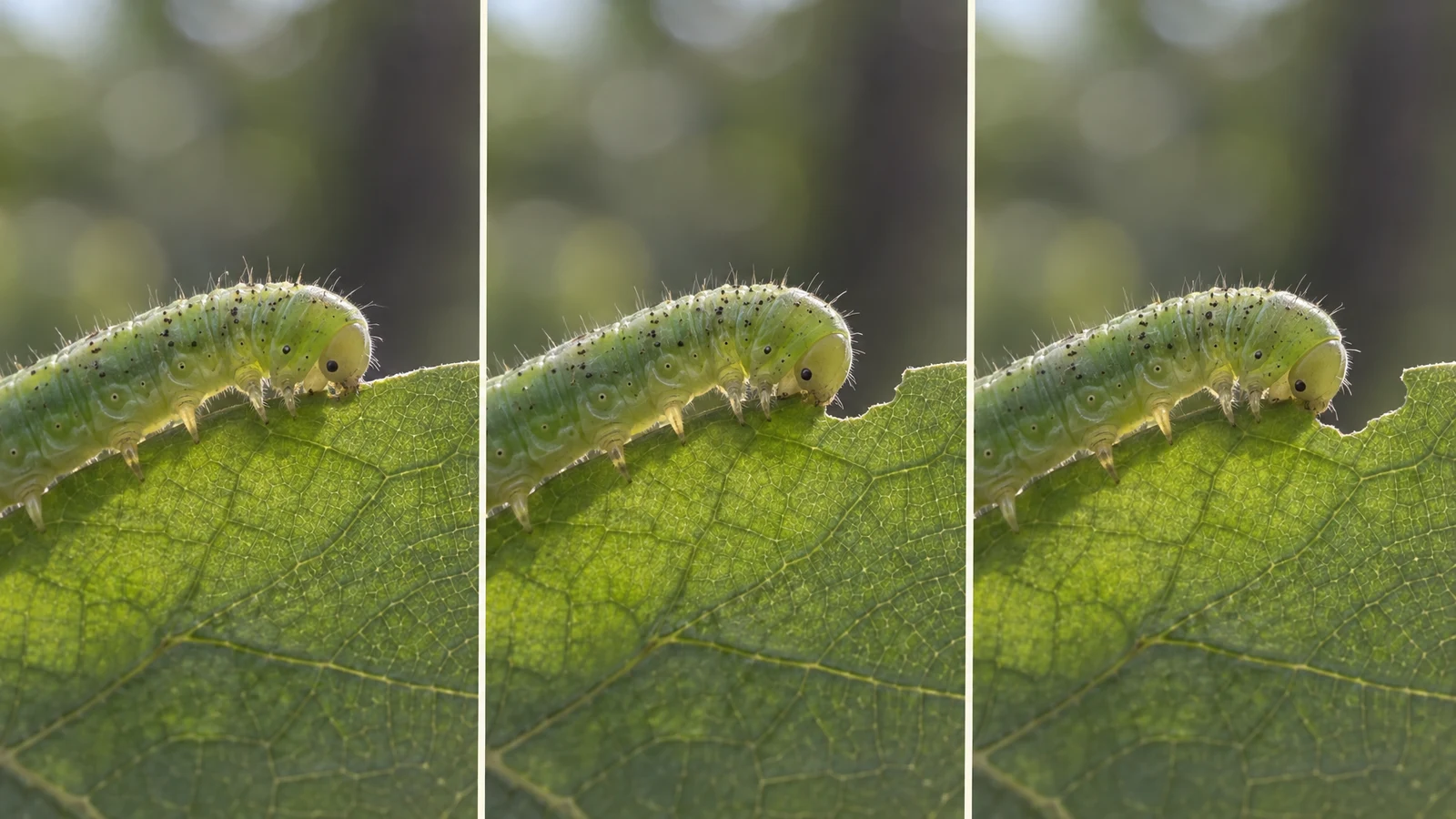 A three-panel macro sequence shows a small green caterpillar feeding along the edge of a veined leaf against a softly blurred woodland background; the leaf…