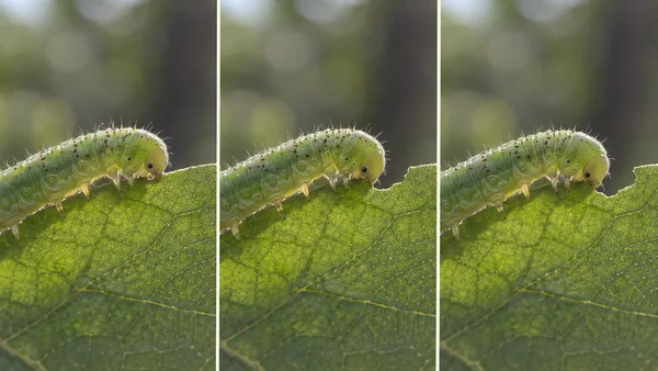 A three-panel macro sequence shows a small green caterpillar feeding along the edge of a veined leaf against a softly blurred woodland background; the leaf…