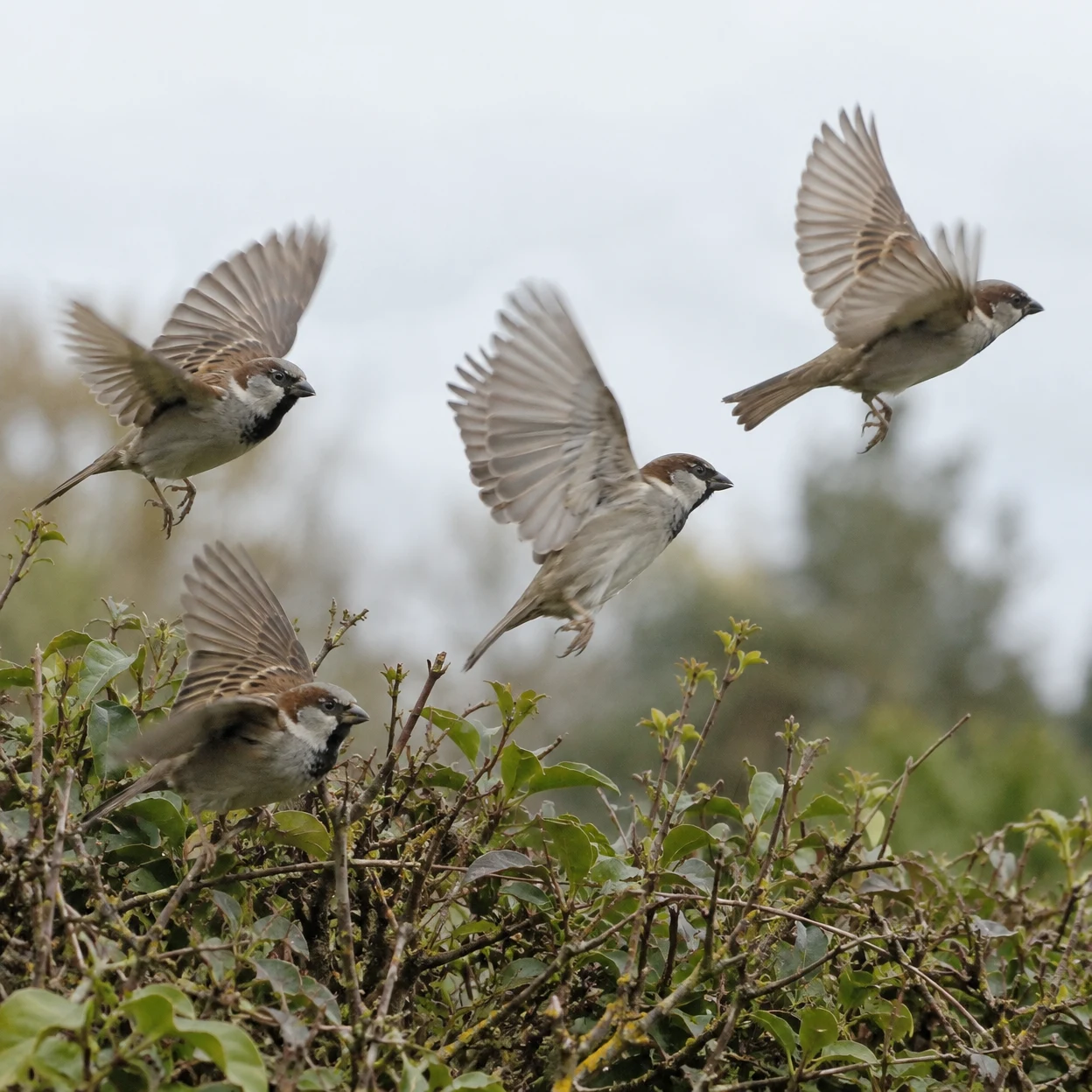 Four house sparrows with brown and chestnut markings are above and within a leafy hedge, three with wings spread in flight and one low among the branches; pale…