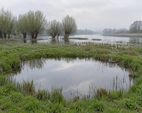 A rounded pool of floodwater reflects the pale sky in a green meadow, with reeds along its banks, pollarded willows standing in shallow water, and a broad…