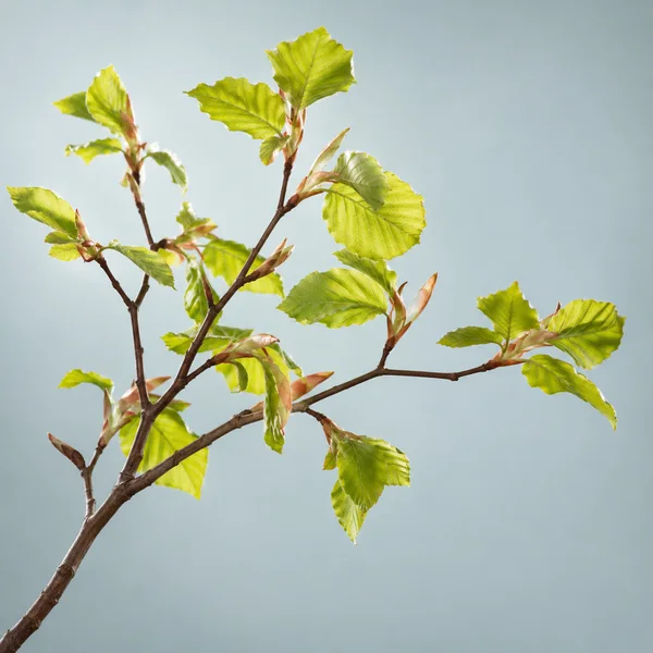 An upright woody bough with slender branching twigs and bright yellow-green leaves fills the left and center against a pale cyan-grey background, leaving open…