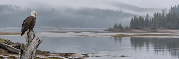 A bald eagle perches on a bleached driftwood snag beside a calm tidal estuary, with mudflats, water and misty conifer-covered hills stretching across the frame.