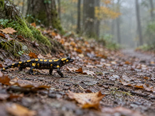 A black fire salamander with bright yellow markings walks to the right across a leaf-strewn woodland track, with mossy ground and softly blurred tree trunks…