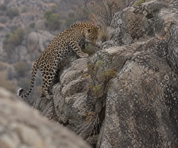 A leopard climbs a steep, mottled granite rock face, head lowered and one forepaw resting on a narrow ledge; dry shrubs grow from cracks, with a blurred rock…