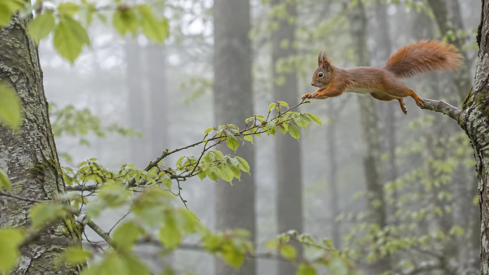 A red squirrel with tufted ears and a bushy rust-orange tail leaps between beech branches, reaching toward a leafy twig against softly blurred tree trunks and…
