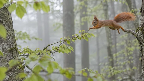 A red squirrel with tufted ears and a bushy rust-orange tail leaps between beech branches, reaching toward a leafy twig against softly blurred tree trunks and…