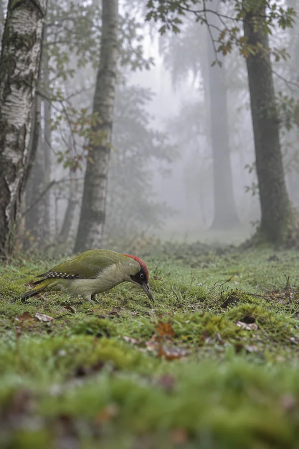 A green woodpecker with a red crown lowers its bill into a mossy grassy clearing in a misty woodland of slender trunks, with the bird and nearby grass in focus…