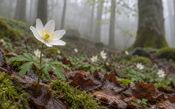 A white, faintly pink-veined wood anemone with dew-covered petals and finely divided leaves stands in the left foreground of a damp woodland floor, with moss…