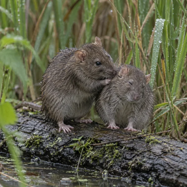 Two wet brown rats sit close together on a mossy log above shallow water, as one grooms the neck of the other among rain-speckled reeds.