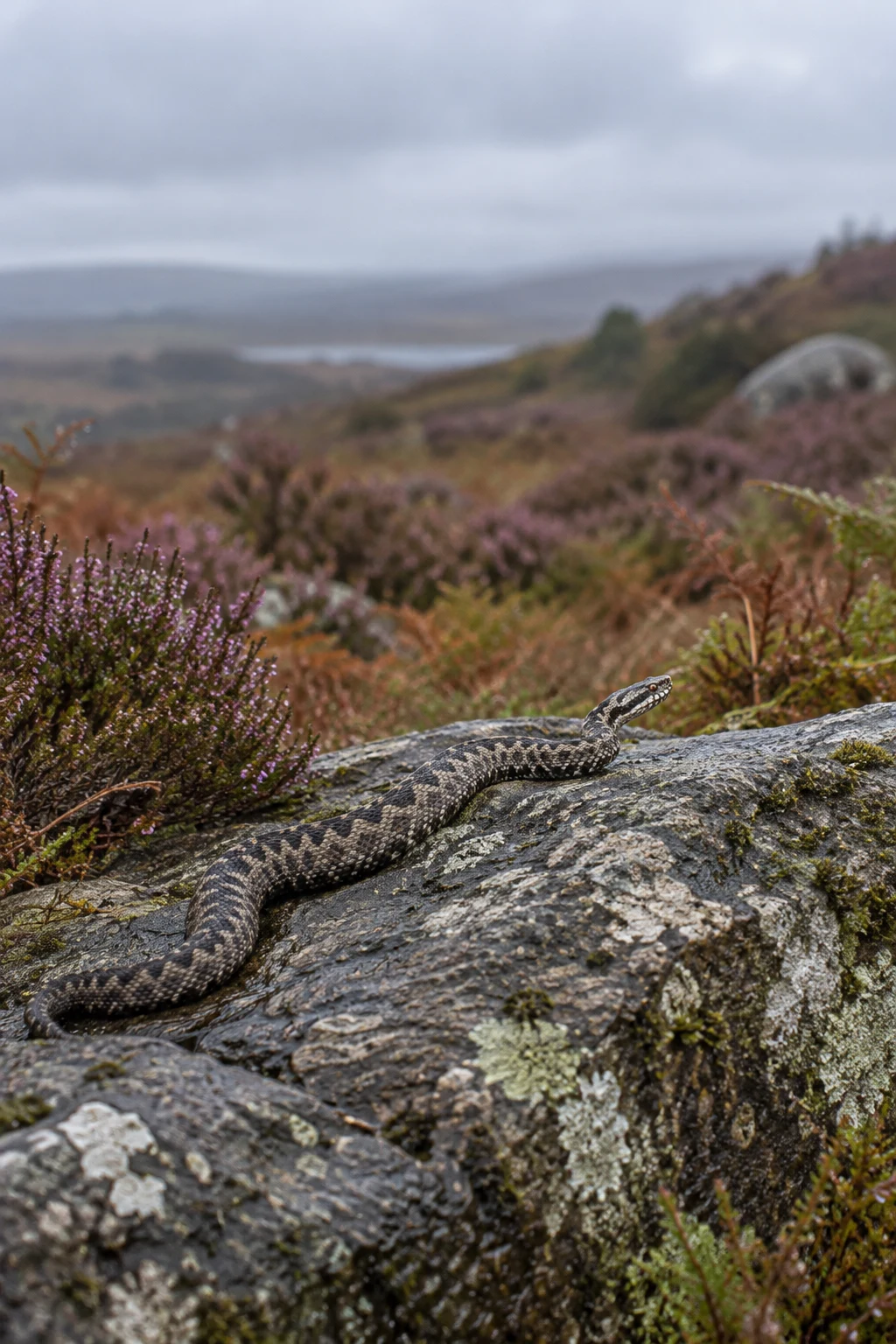 A dark-patterned adder lies diagonally across a lichen-covered granite boulder, with purple heather and muted moorland hills softly blurred behind it beneath a…