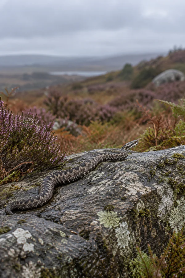 A dark-patterned adder lies diagonally across a lichen-covered granite boulder, with purple heather and muted moorland hills softly blurred behind it beneath a…