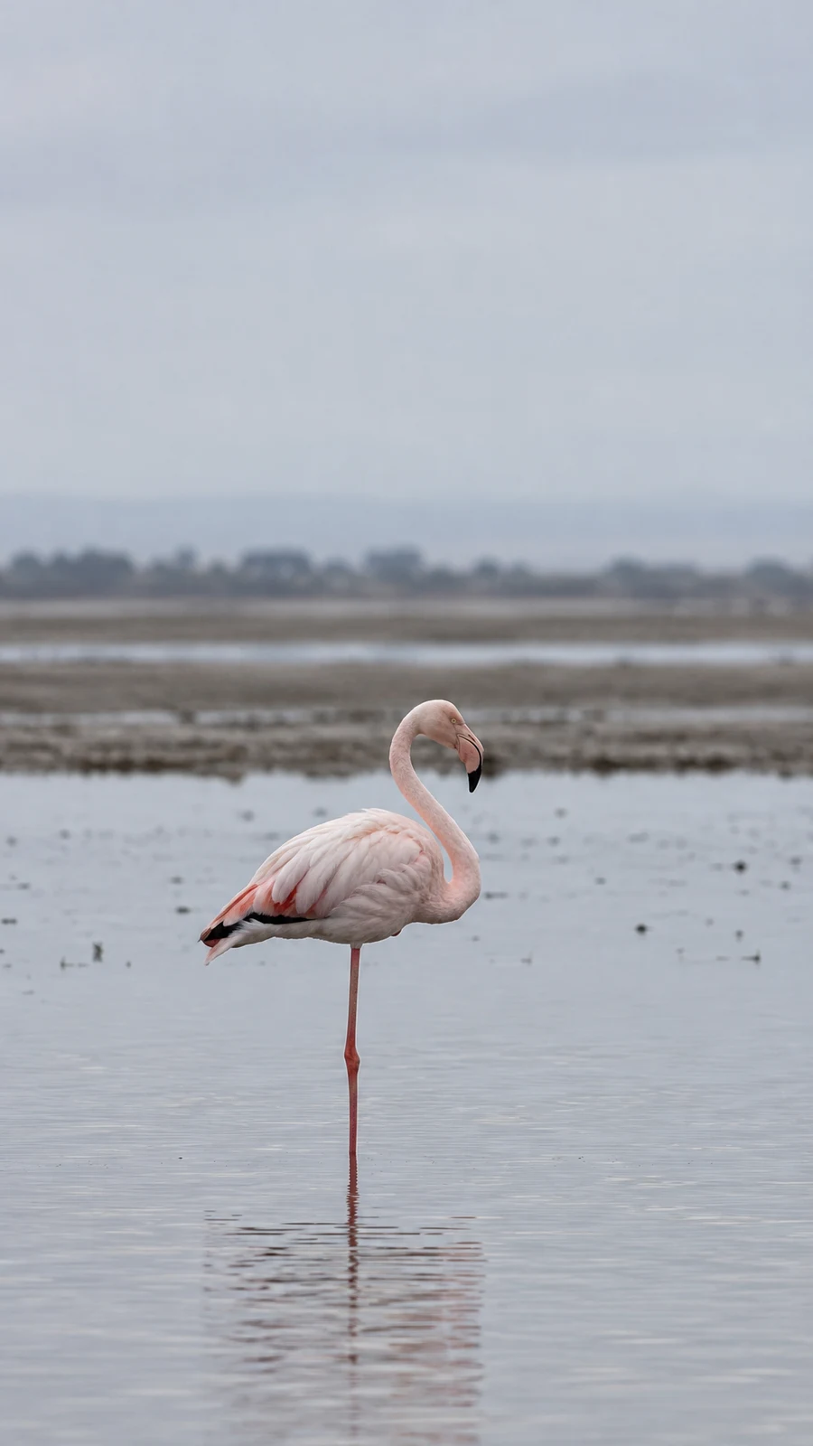 A pale pink flamingo stands on one long leg in shallow grey lagoon water, its head turned to the side and its reflection visible below; blurred mudflats and a…