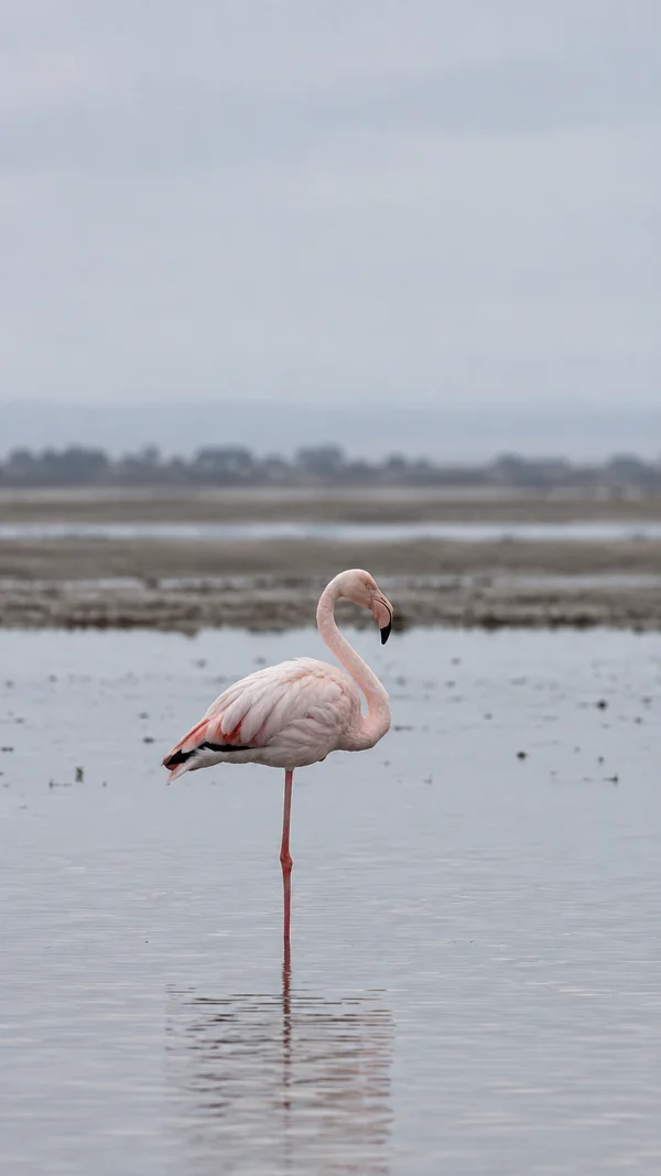 A pale pink flamingo stands on one long leg in shallow grey lagoon water, its head turned to the side and its reflection visible below; blurred mudflats and a…