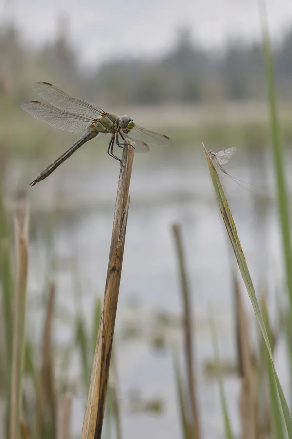 A dragonfly with a greenish thorax and long grey-brown abdomen perches on a dry reed, facing a small pale mayfly on a nearby blade against a softly blurred…