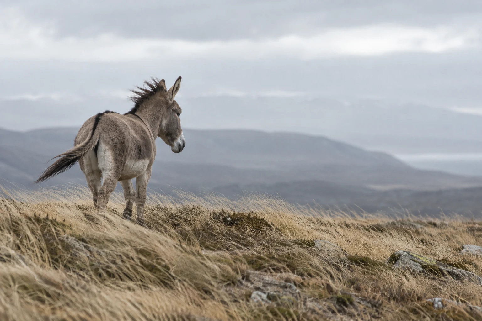 A dun-colored wild ass stands on a tawny grassy ridge, viewed from behind and slightly to the side, with its mane and tail swept sideways by the wind; hazy…