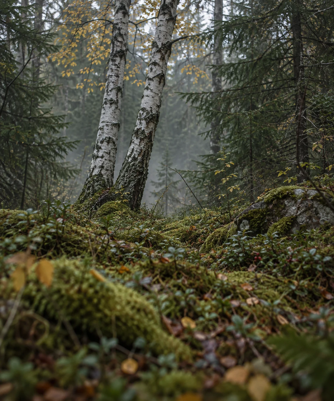 Two pale birch trunks rise from a mossy forest floor, with dark spruce trees, scattered yellow leaves and mist in the background.