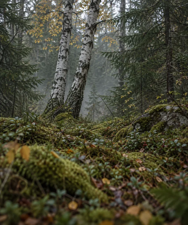 Two pale birch trunks rise from a mossy forest floor, with dark spruce trees, scattered yellow leaves and mist in the background.