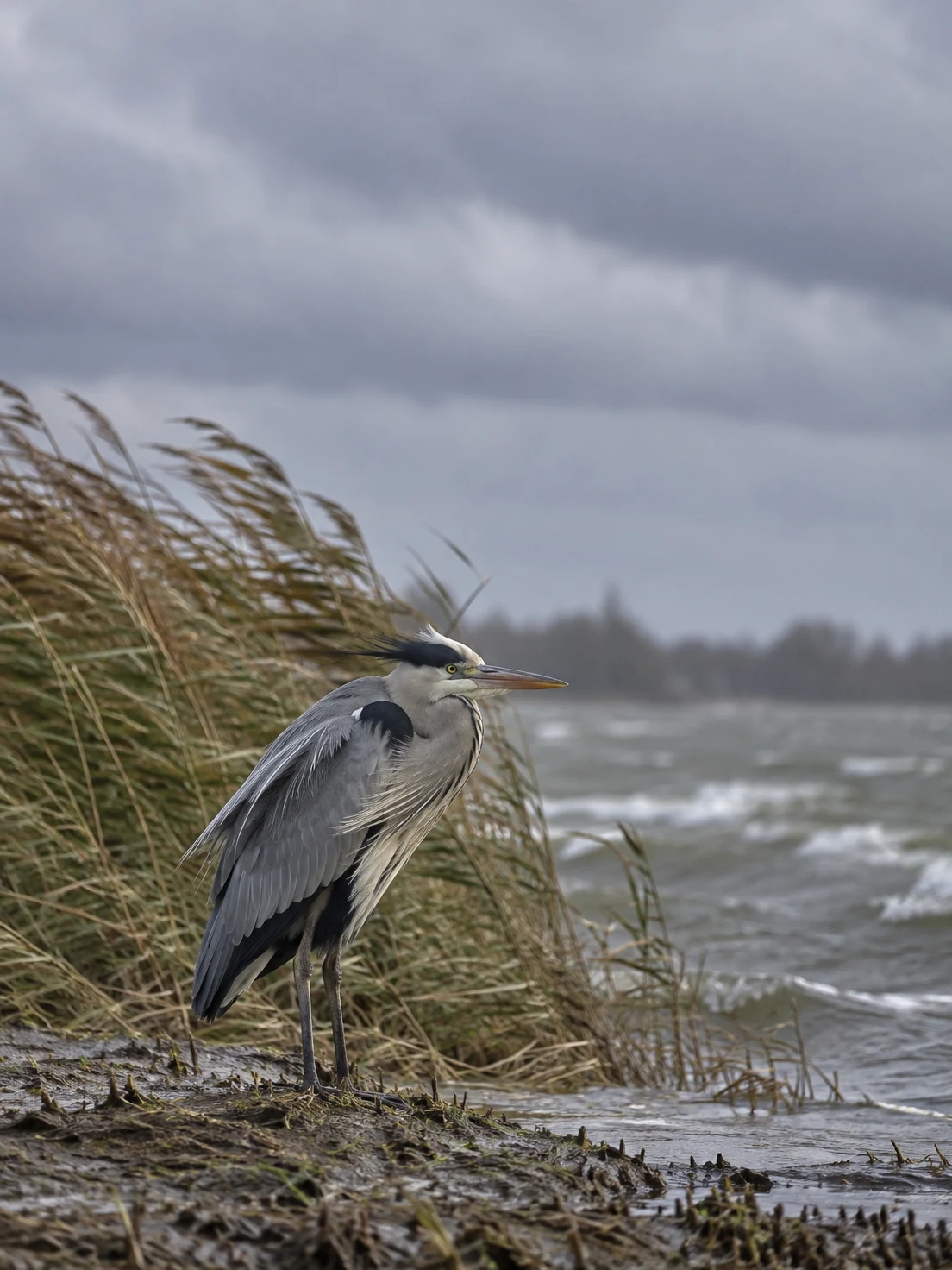 A grey heron stands on a muddy lakeshore beside reeds bent by the wind, with choppy water and a cloudy sky behind it.