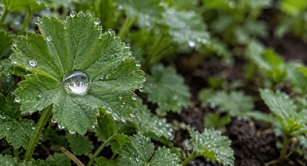 A large scalloped green leaf beaded with water fills the left side; a clear central droplet reflects bright sky and dark tree shapes, with blurred foliage and…