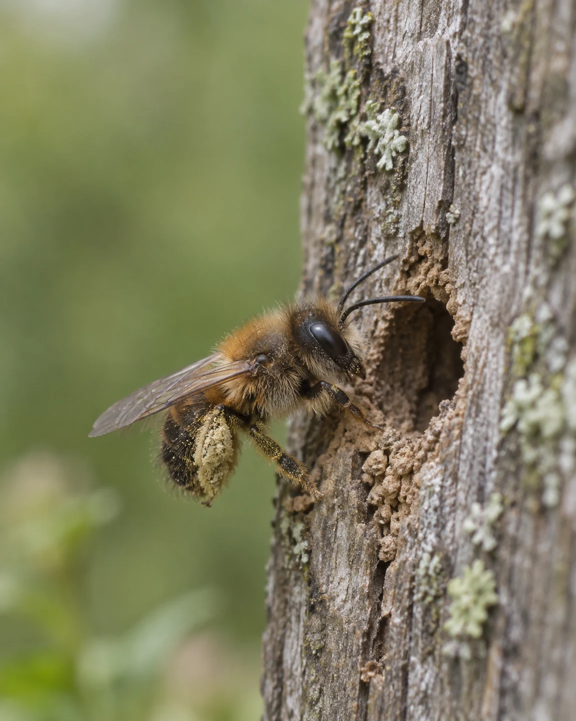 A pollen-dusted mason bee clings beside a rough opening in a weathered, lichen-speckled wooden post, with a soft green background.