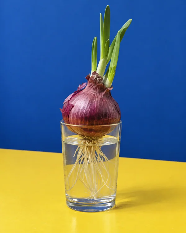 A sprouting red onion sits across the rim of a clear drinking glass filled with water, with pale roots visible inside and several green shoots rising against a…