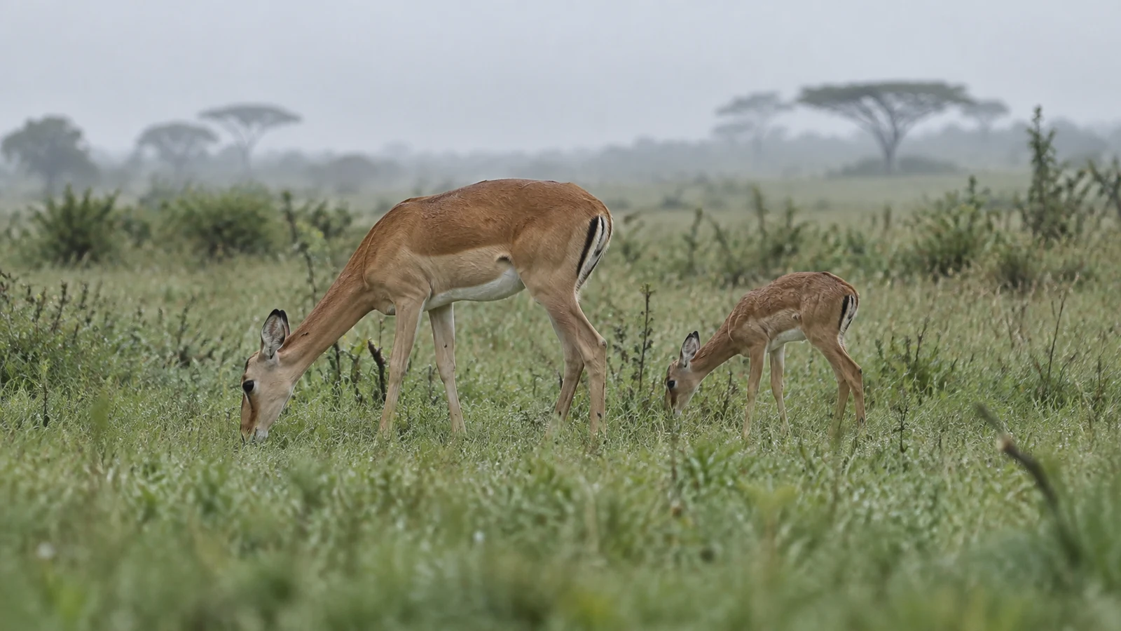 An adult antelope and a smaller calf graze with their heads lowered in green grass, with hazy acacia silhouettes beneath a pale grey sky.
