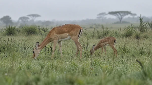 An adult antelope and a smaller calf graze with their heads lowered in green grass, with hazy acacia silhouettes beneath a pale grey sky.