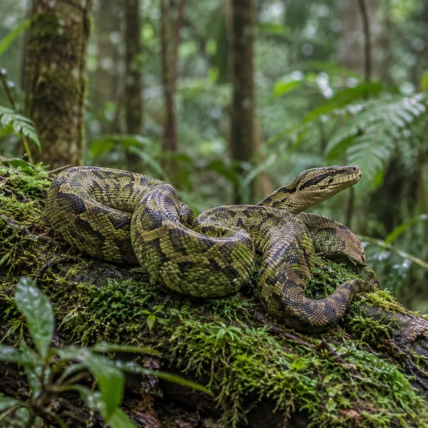 A green-brown patterned snake lies coiled on a moss-covered fallen log in a lush rainforest, its head raised and turned to the right among softly blurred ferns…