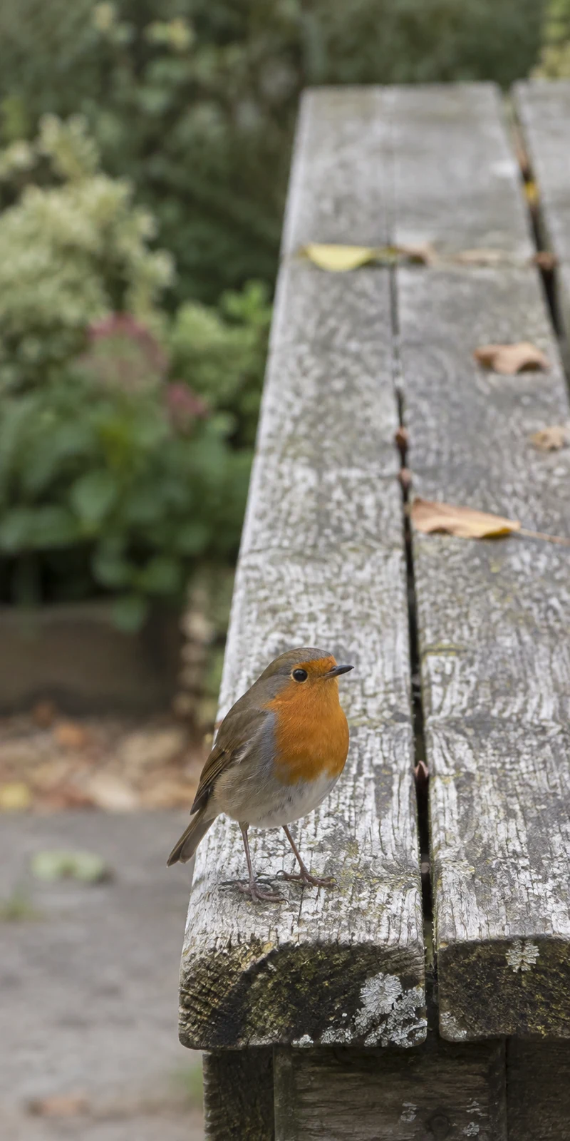 A European robin with an orange-red breast stands near the front end of a weathered, lichen-speckled wooden garden table, with fallen leaves on the planks and…