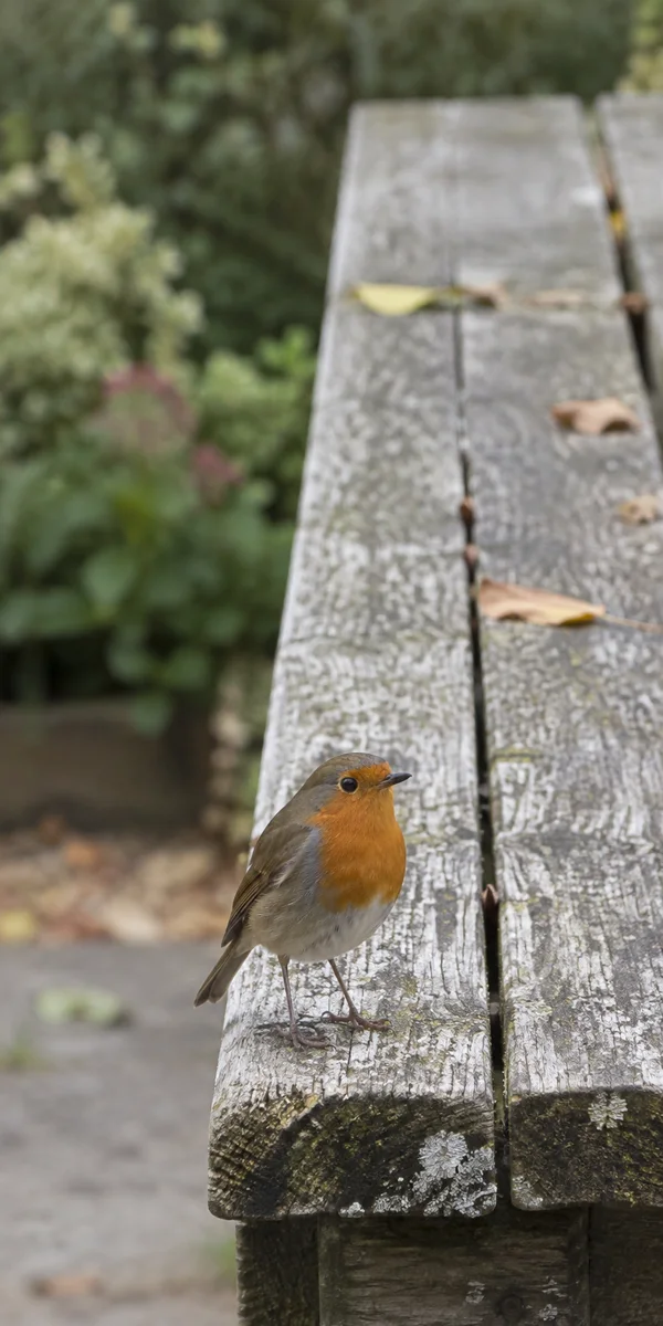 A European robin with an orange-red breast stands near the front end of a weathered, lichen-speckled wooden garden table, with fallen leaves on the planks and…