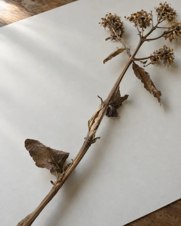 A dried brown botanical stem lies diagonally across a warm-white board on a wooden table, with curled leaves, seed clusters and a split section exposing pale…