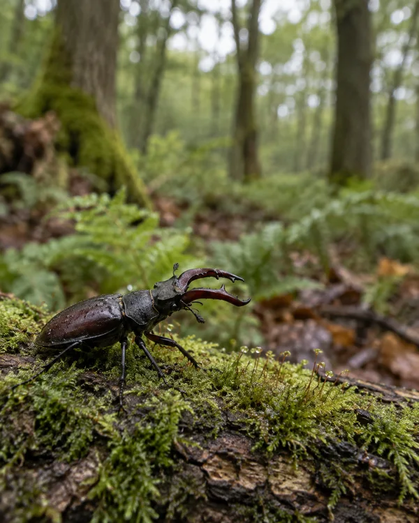 A glossy dark chestnut stag beetle with large curved mandibles walks across a moss-covered fallen log, with softly blurred woodland trees and ferns behind it.