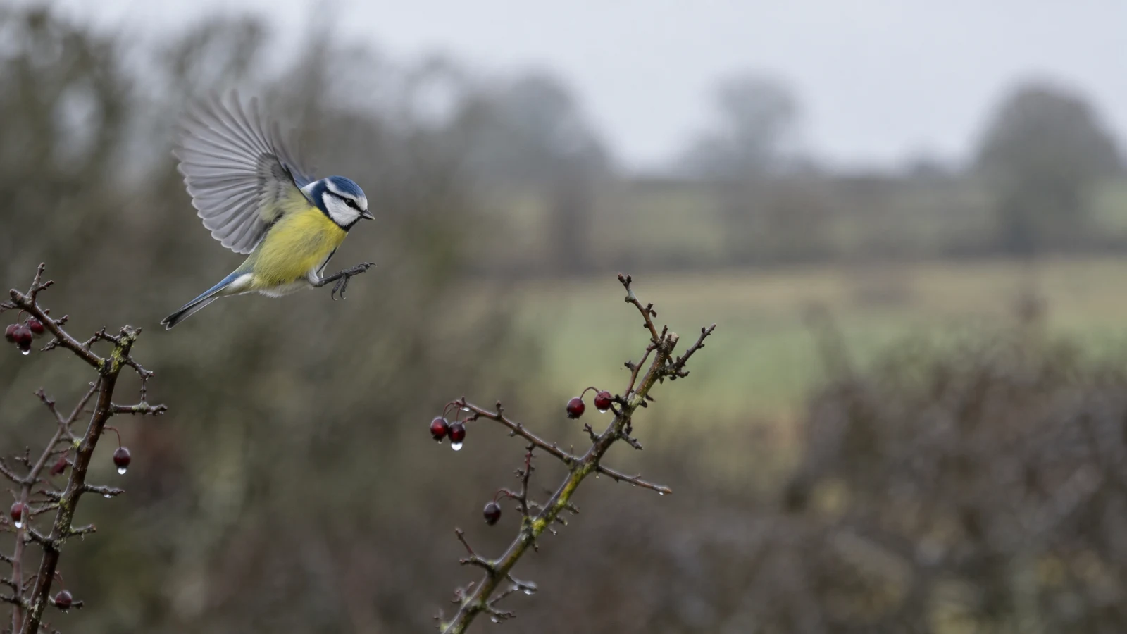 A blue tit with partly spread wings hovers between rain-darkened, berry-bearing twigs against a softly blurred winter hedgerow.